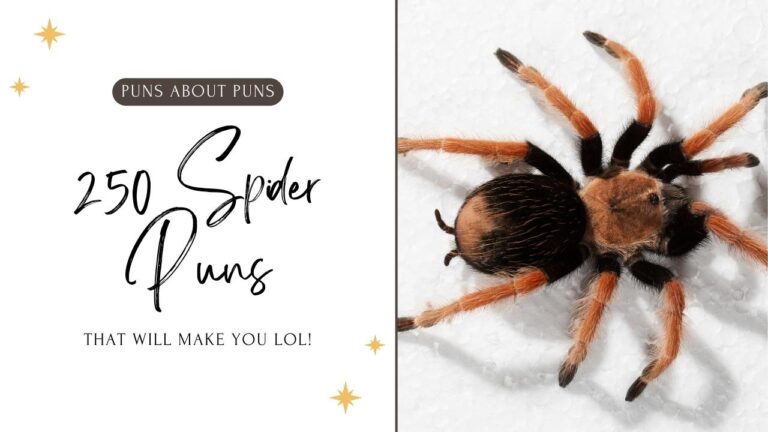 Spider Puns That Will Weave a Web of Smiles